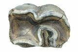 Fossil Woolly Rhino (Coelodonta) Tooth - Siberia #225202-1